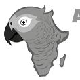 African Grey Parrot Pet
