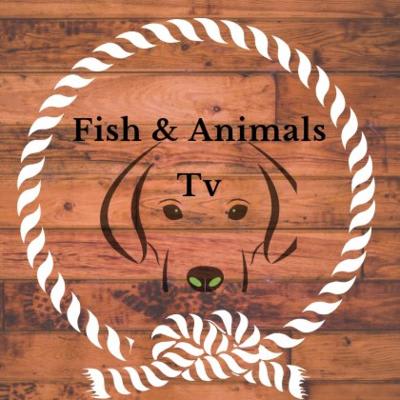 Fish & Animals Tv