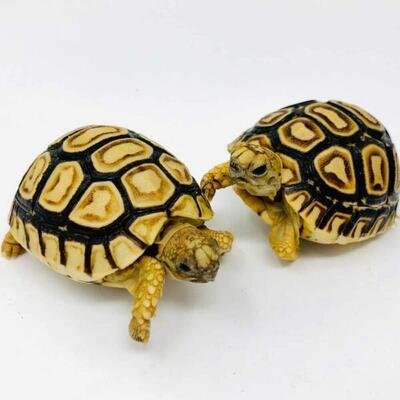 THE TORTOISE AND TURTLE SOURCE