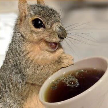 Squirrel_Tea