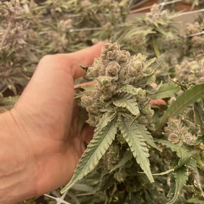 Mix profile picture for @falafel