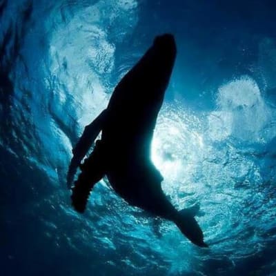 Mix profile picture for @humpback