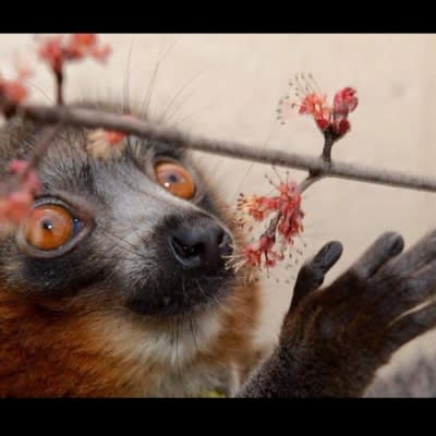 Mix profile picture for @lemur