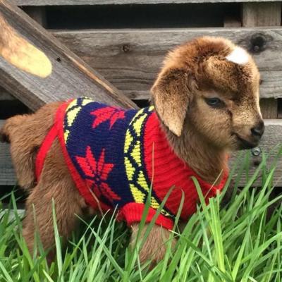 Mix profile picture for @goats