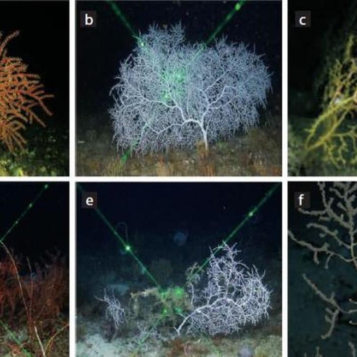 Unlocking the mysteries of deepwater corals to restore the Gulf of Mexico - Scienmag: Latest Science and Health News