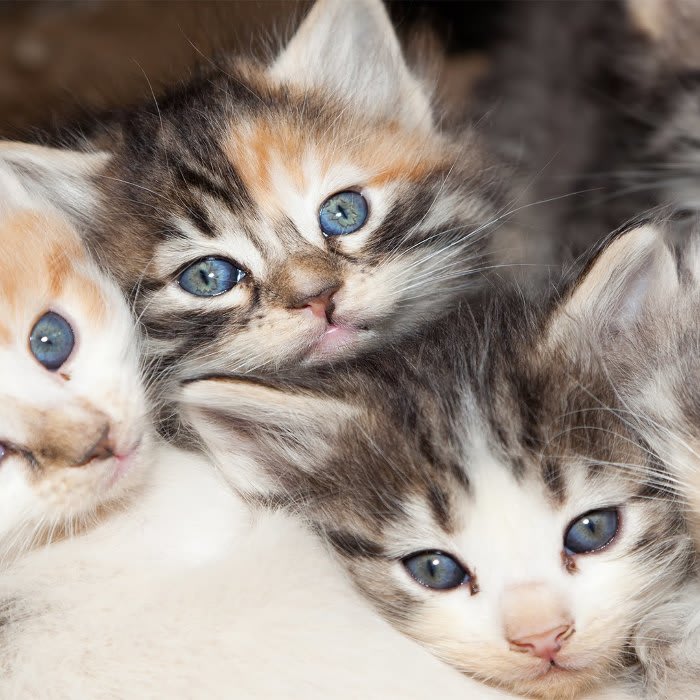 The Physiological Reason Why Calico Cats Are Almost Always Female