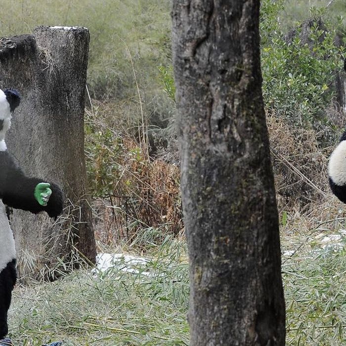 Saving the Pandas Means Dressing Like a Panda