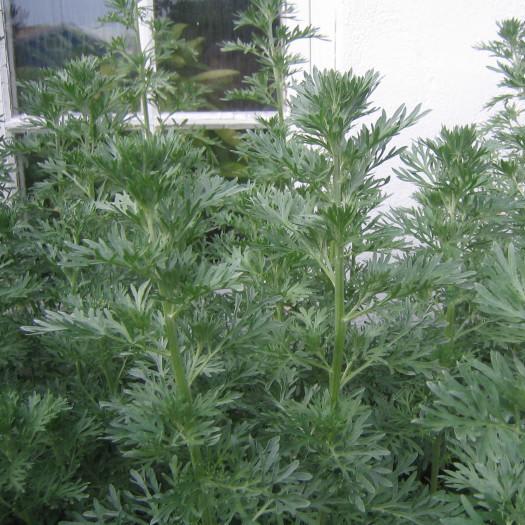 Wormwood: The Parasite-Killing, Cancer-Fighting Super Herb