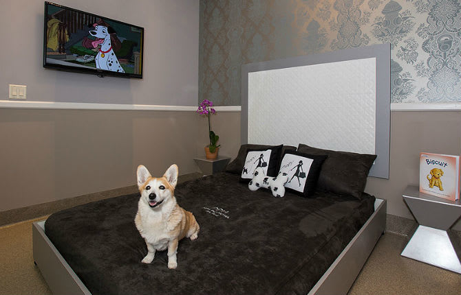 Posh Pet Hotel Offers Dogs The Five Star Treatment While You're On Vacation