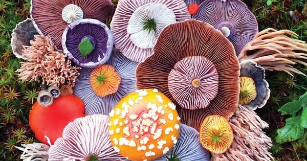 'Nature nerd' creates vivid compositions showing the bright side of fungi