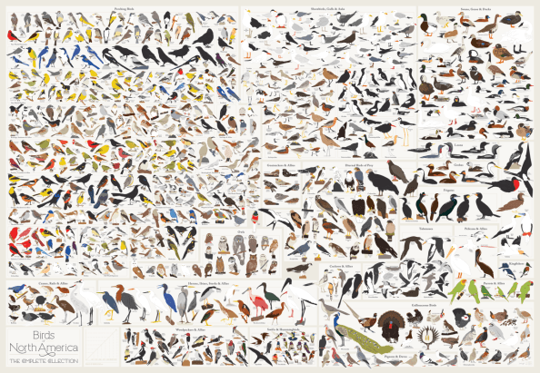 Infographic: 730 North American Birds In A Single Chart