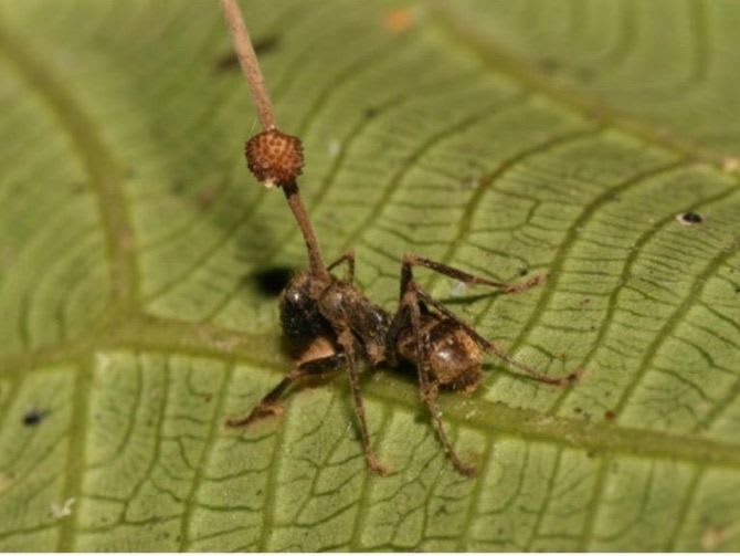 'Zombie fungus' controls ants' like little insect puppets
