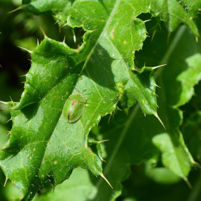 Microbial resident enables beetles to feed on a leafy diet - Scienmag: Latest Science and Health News