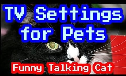 TV Settings for Pets- Poodle King is Talking
