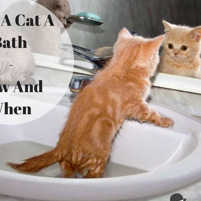 Give A Cat A Bath - How And When