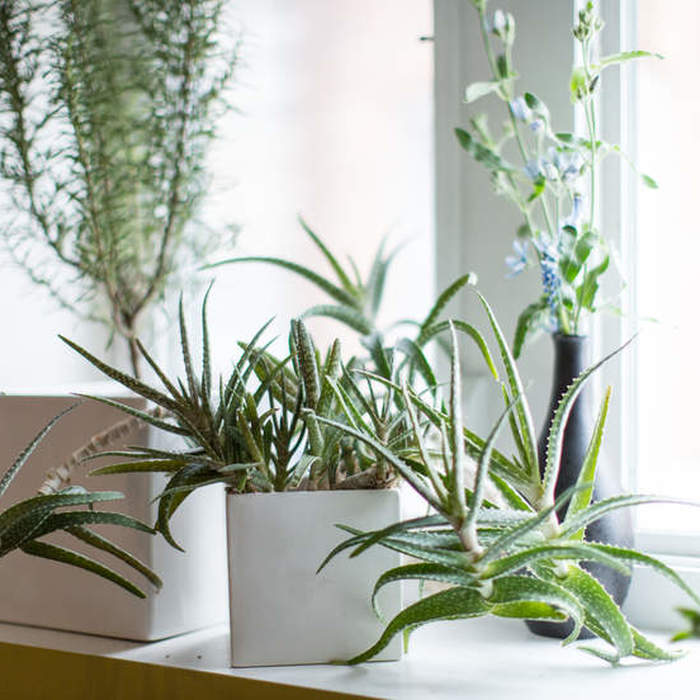14 Hardy Houseplants That Will Survive the Winter