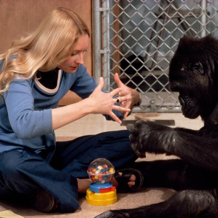 Why Koko the Gorilla Mattered