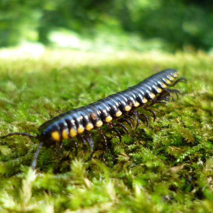 The Millipede That Protects Itself with Cyanide