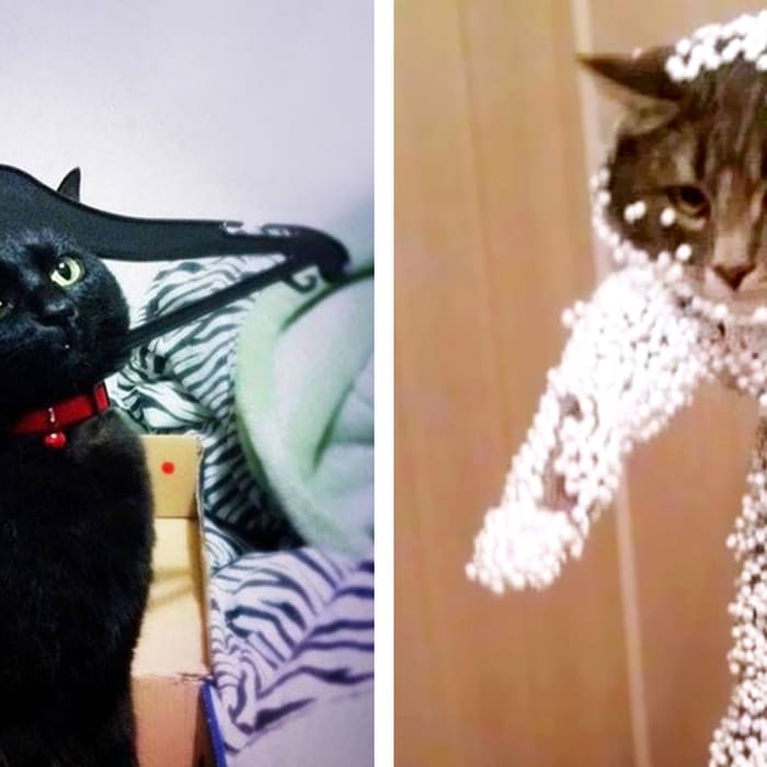 15 Cats That Got Themselves Into The Weirdest Situations