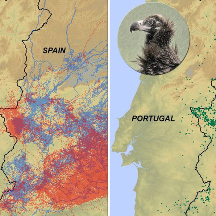 Smart vultures never cross the Spain-Portugal border. Why?