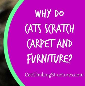 Why Do Cats Scratch Carpet And Furniture?