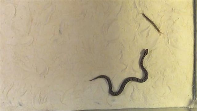Watch What Happens When a Rattlesnake Meets a Giant Centipede