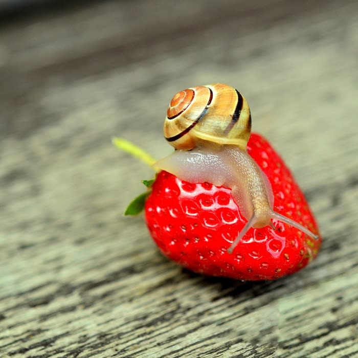 How to Keep Snails out of the Garden