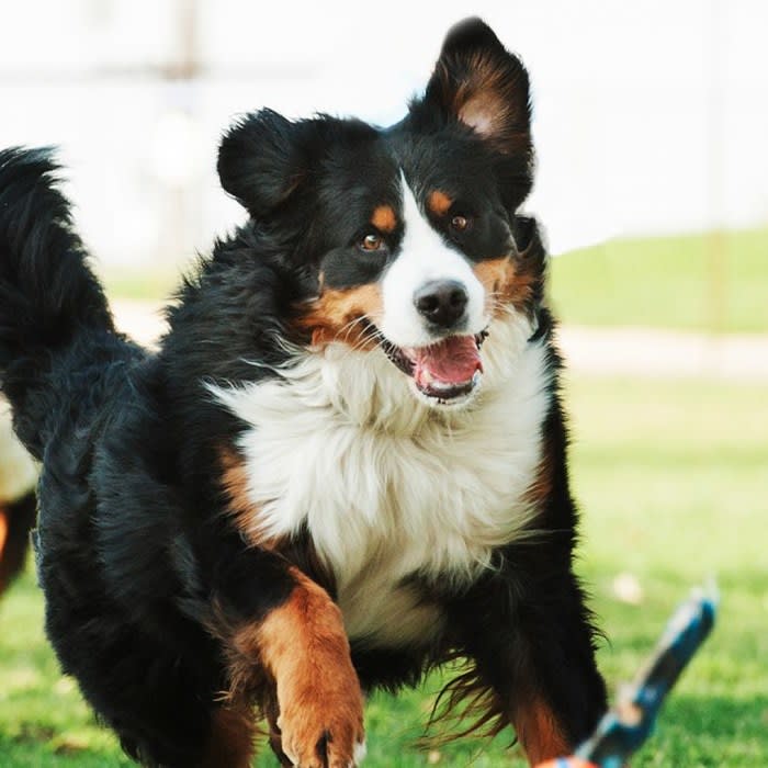 Dog Park Rules Every Dog Owner Needs to Know