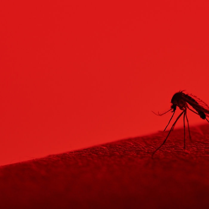 How citizen scientists can contribute to worldwide mosquito tracking