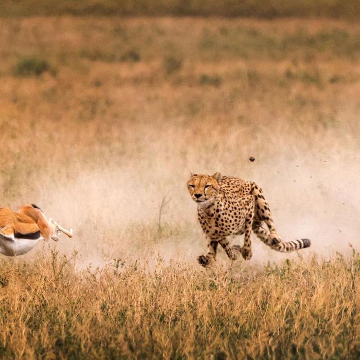 How Cheetahs Keep Their Heads Still While Sprinting