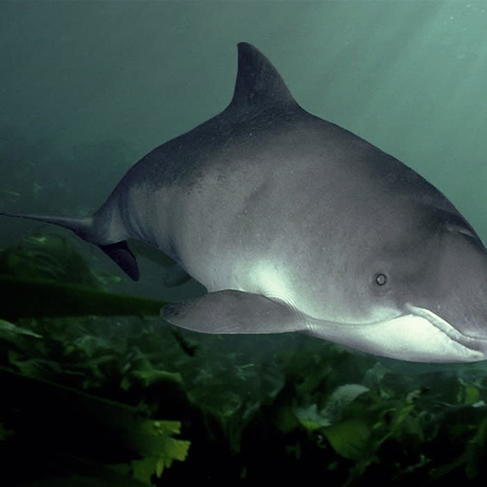 How porpoises can benefit from quieter wind farm construction - New Report
