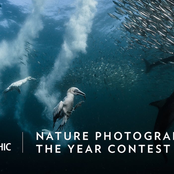 2017 National Geographic Nature Photographer of the Year