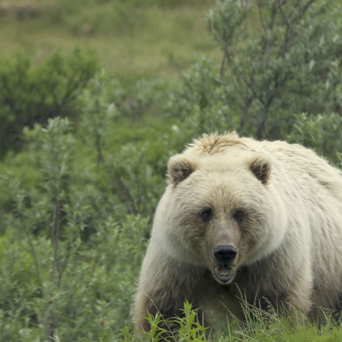 Quiz: Test Your Bear Knowledge