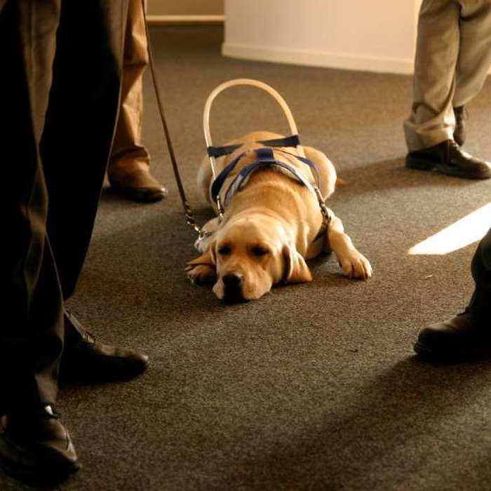Who Cleans Up After Seeing Eye Dogs?