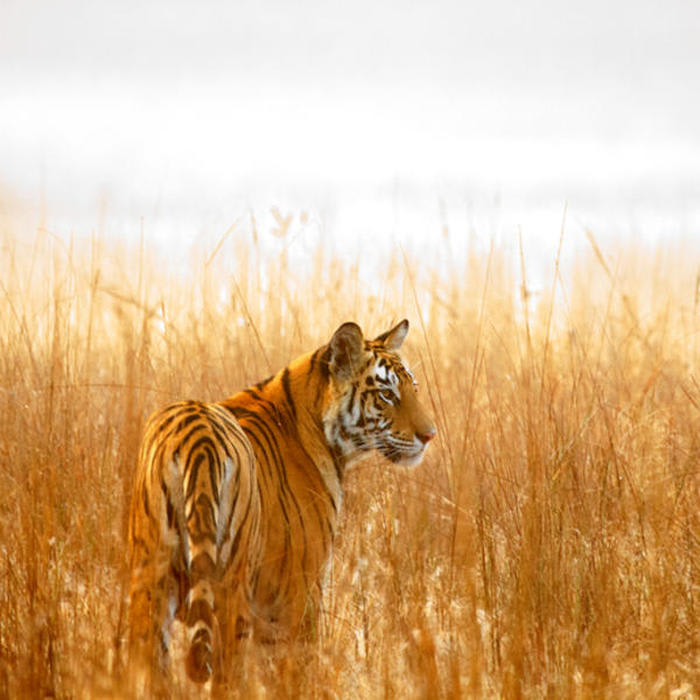 Where do tigers live? And other tiger facts