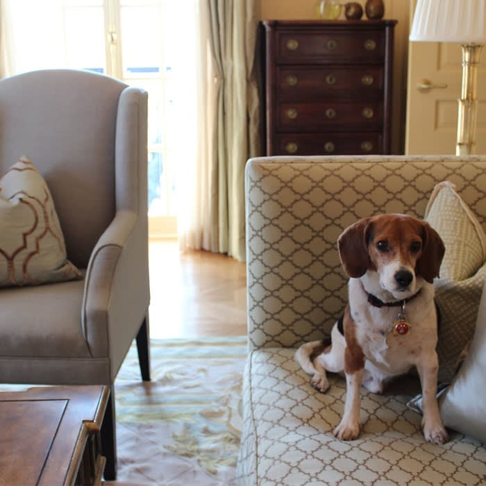Around the World in Hopelessly Cute Hotel Pets