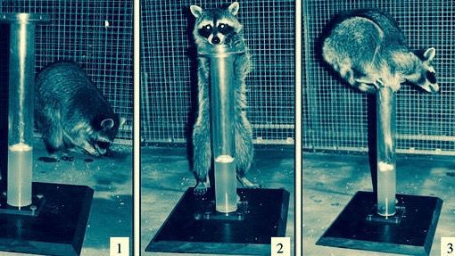 Raccoons prove they understand causality by passing the Aesop's Fable test