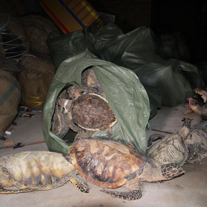 Turtle Trafficker Sentenced, But Suspected Mastermind Still Not Charged