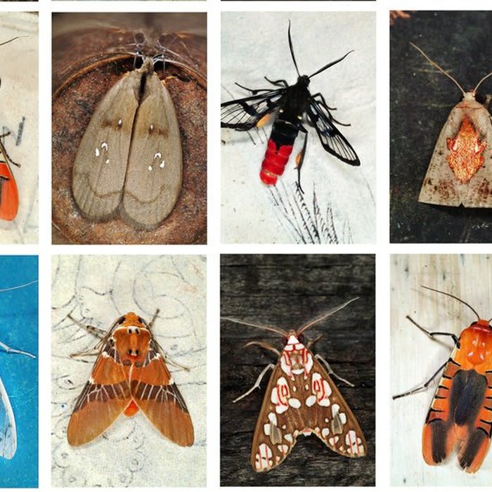 Moths, Alive and in Color, in All Their Diversity