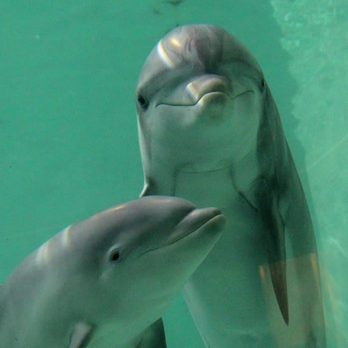 Dolphins Show Self-Recognition Earlier Than Children