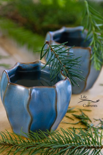 Healing Evergreen Tea - Life Currents