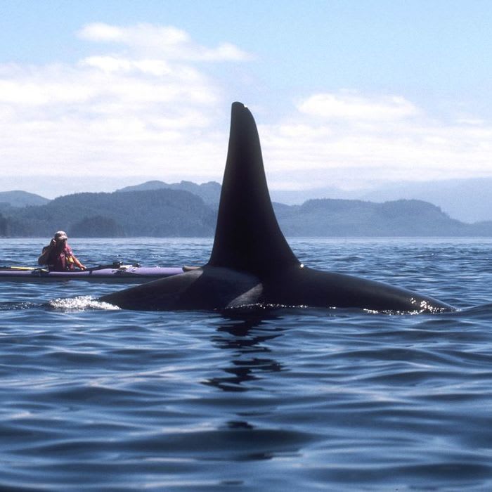 Kayaking with Killer Whales Is a Thrill of a Lifetime