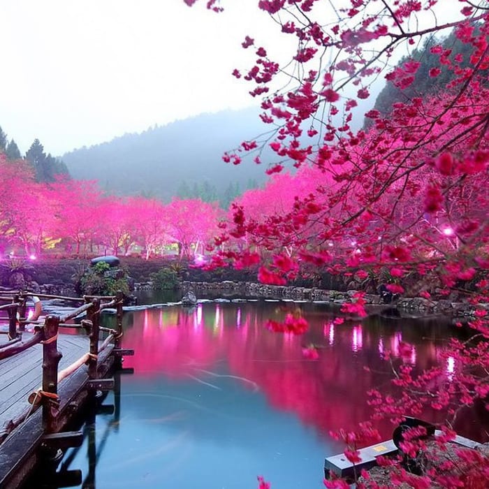 lighted cherry blossom lake, japan photo