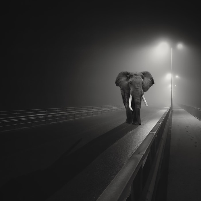 Elephant on road Wallpapers