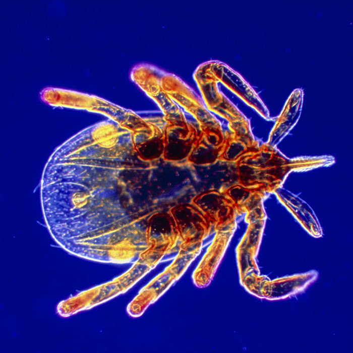 Speedy test for Lyme disease could help us treat it in time