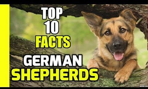 Top 10 Facts about German Shepherds
