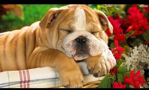 Top 10 Lazy Dogs Breeds