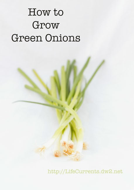 Green Onions - Life Currents