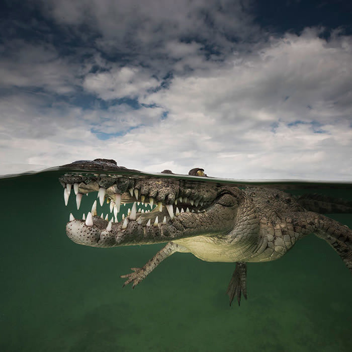 This is what it's like to come face to face with a crocodile