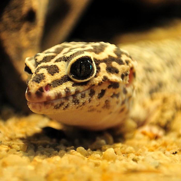 Top Three 20 Gallon Tanks For Leopard Geckos